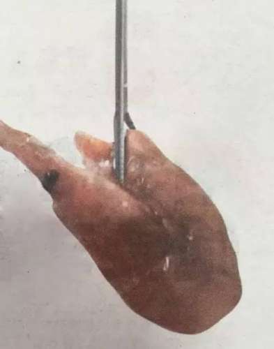 活虾塞进体内，探索一种独特的体验