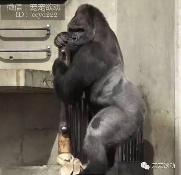 网红猩猩砸倒女游客事件深度解析