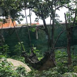 建设动物园需要多少钱？全面解析动物园建设成本