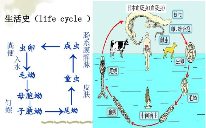 大便入水出现红色，究竟是何原因？