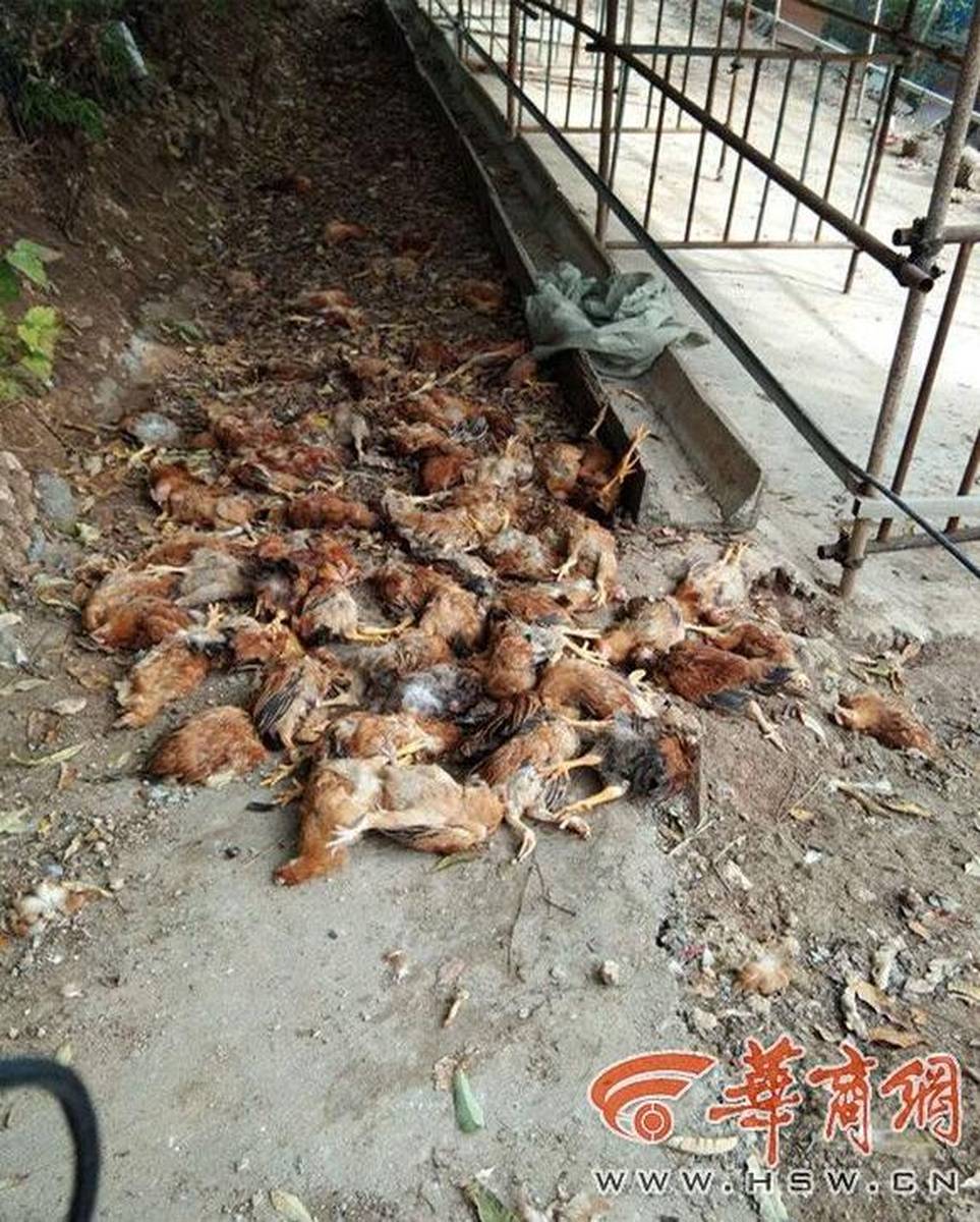 男子带十几只死鸡回家喂狗被罚五万，事件解读与反思