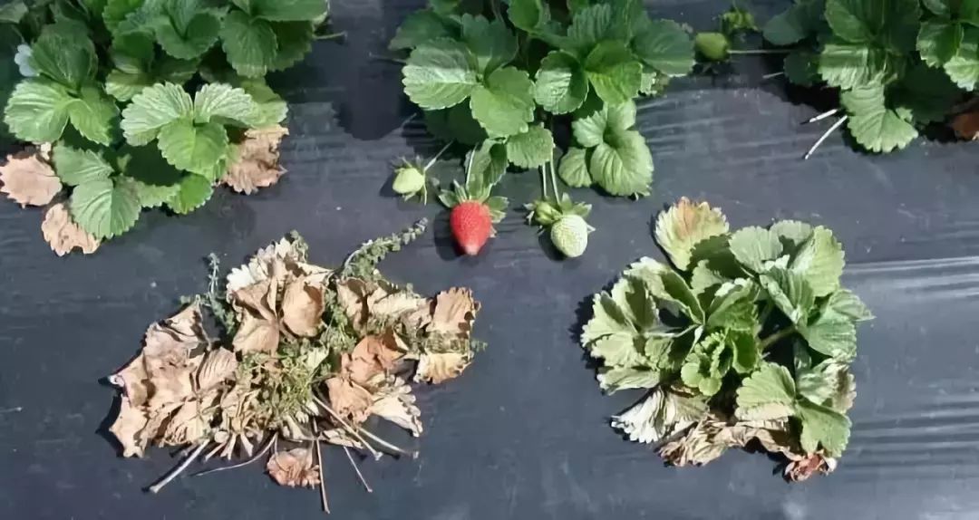 草莓瘟是什么？全面解读草莓瘟病及其防治策略