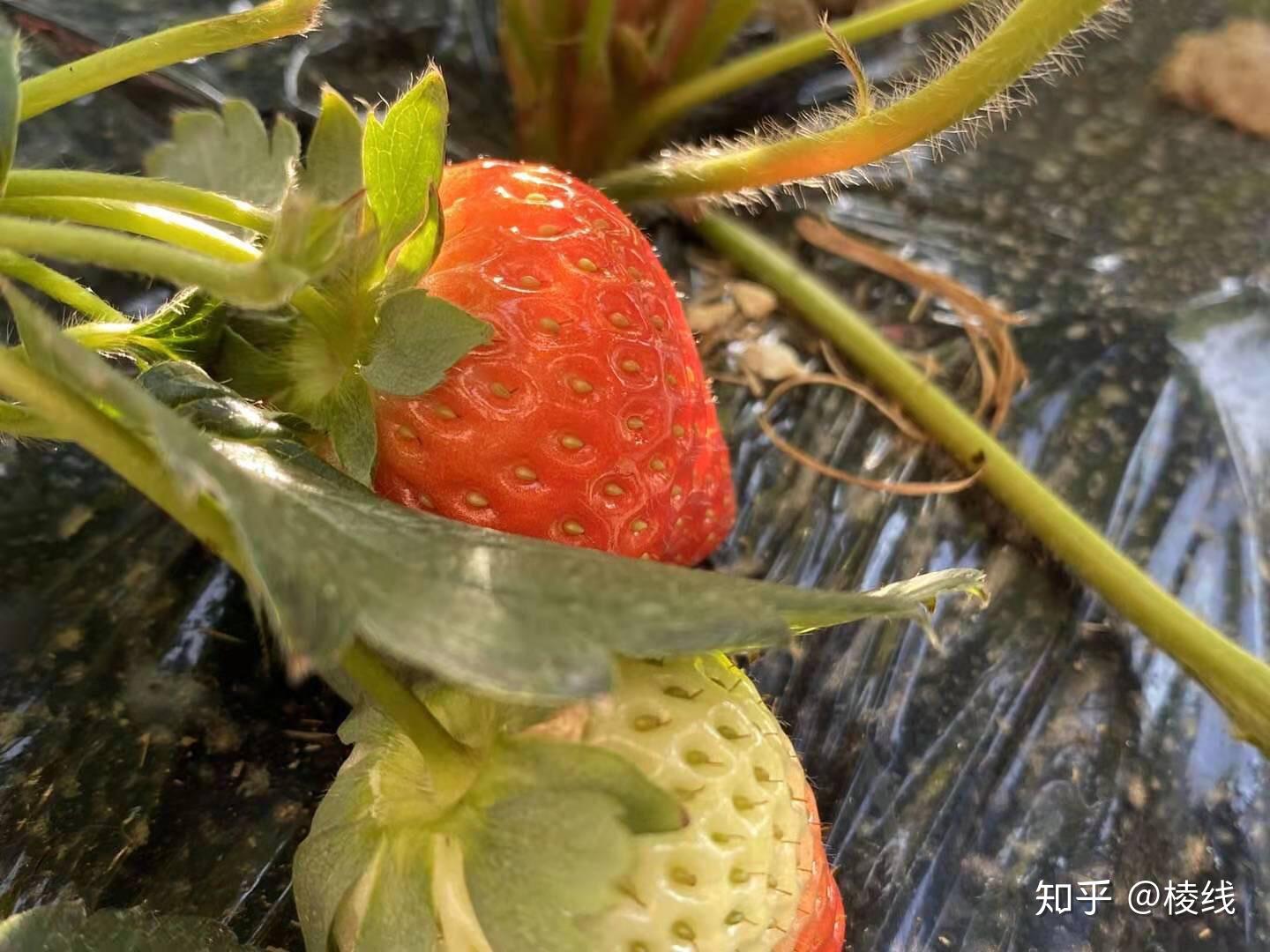 吃草莓会得冠状病毒吗？一篇文章带你了解真相
