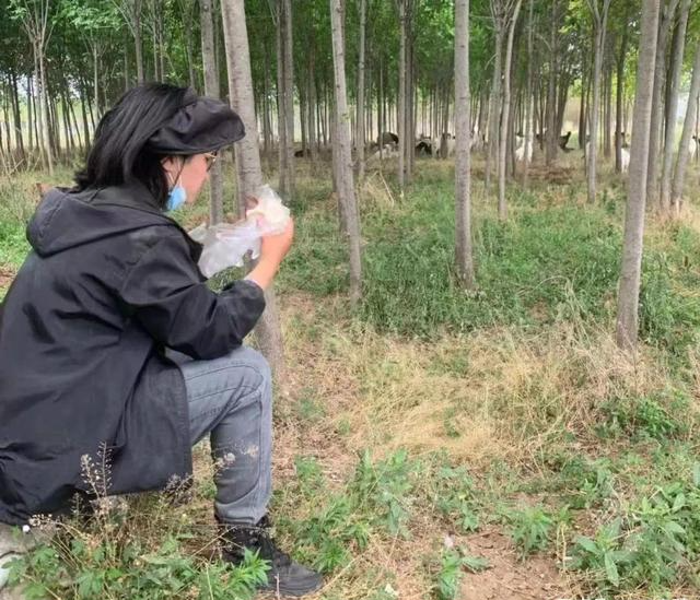 00后女大学生返乡卖羊粪，羊粪产业的青春力量