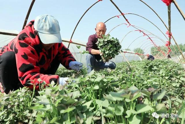 揭秘网红苗哥，个人资料深度解析