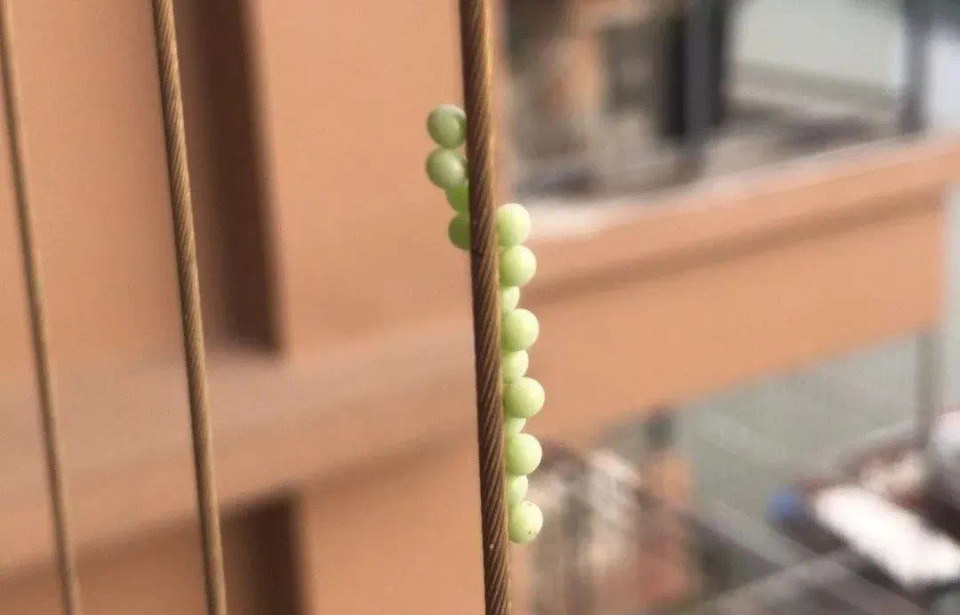 臭屁虫虫卵千万别碰——关于防范与应对的指南