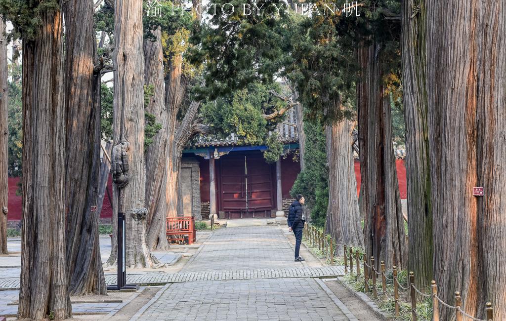 安徽网红树被砍事件，农户行为引发争议，当地回应