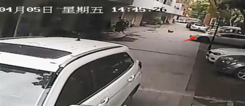 男子被车碾压事件深度解析