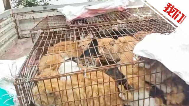 成都一猪肉加工点惊现上百只流浪猫，背后的故事令人深思
