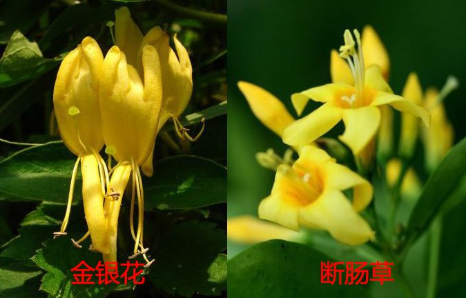 一家六口误用断肠草煲汤食用后中毒事件分析