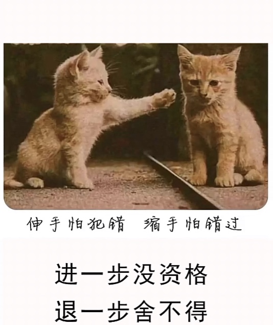 两只羊驼图片抖音，萌宠走红网络世界