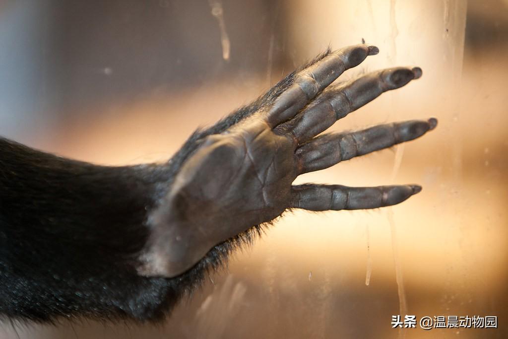 蜘蛛猴的独特要求，动物园里的亲密互动新篇章