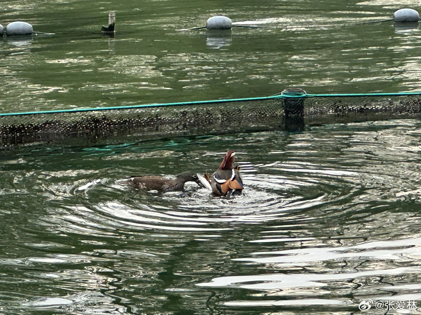 西湖鸳鸯惨遭弹弓猎杀，引发社会广泛关注与深思