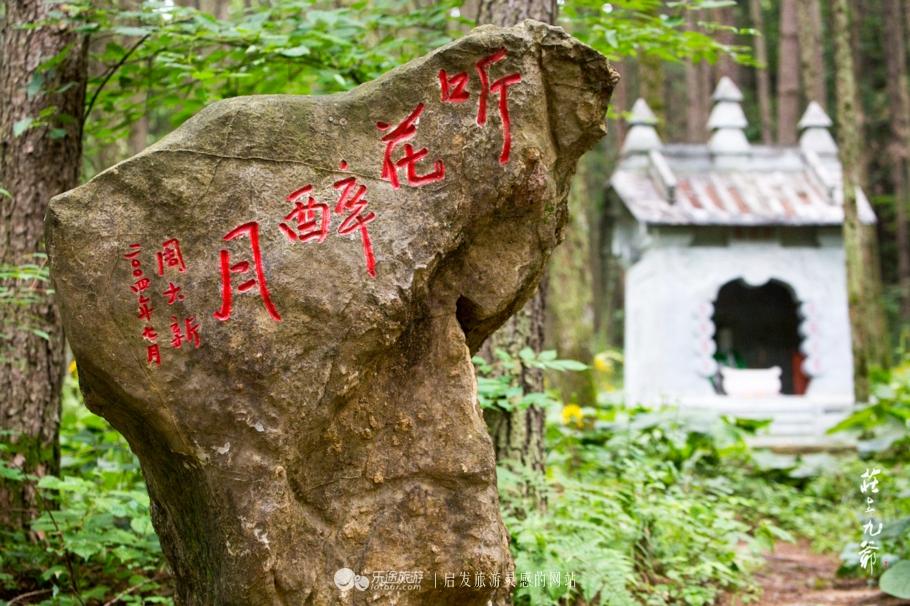 全国唯一的400多岁古旱莲开花，绽放的历史与自然的奇迹