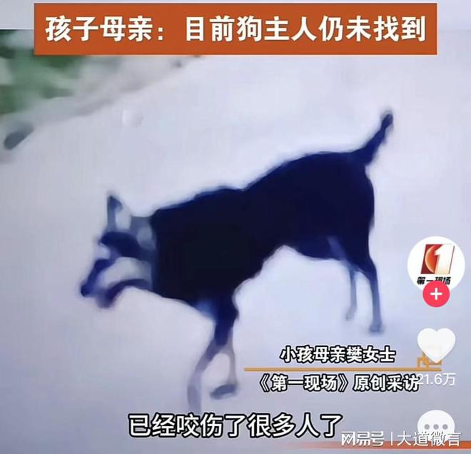 8岁男孩遭恶犬撕咬致死事件的深度剖析