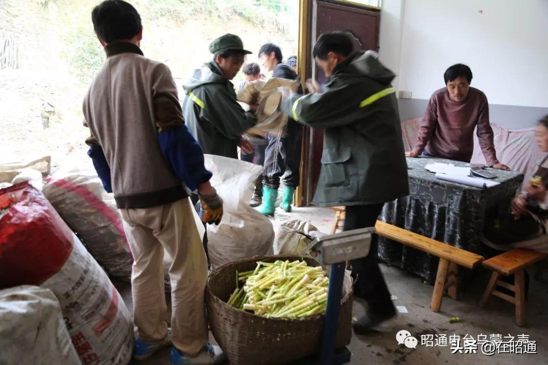 竹笋破土励志句子