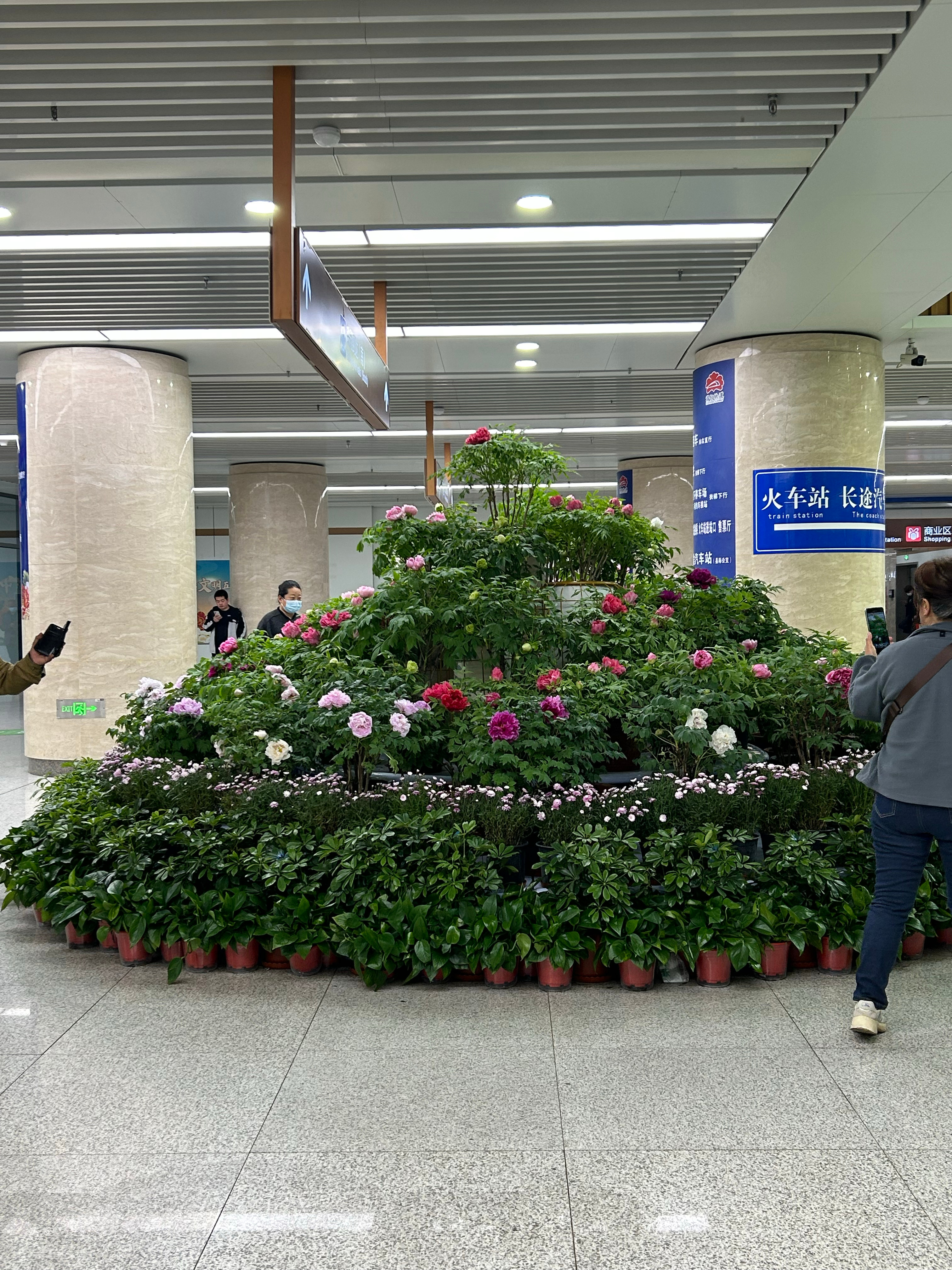 高铁上的洛阳牡丹，游客的回程惊喜