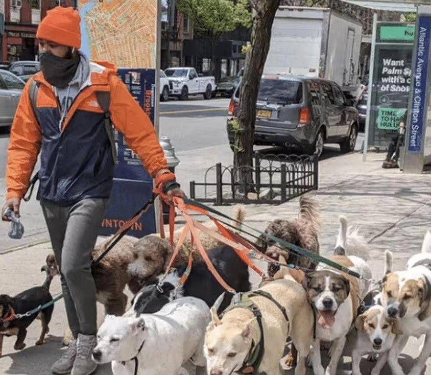 惊魂瞬间，7岁男孩遭三只恶犬撕咬事件深度剖析