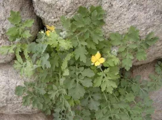 草药遭遇危机，毁坏背后的深层影响