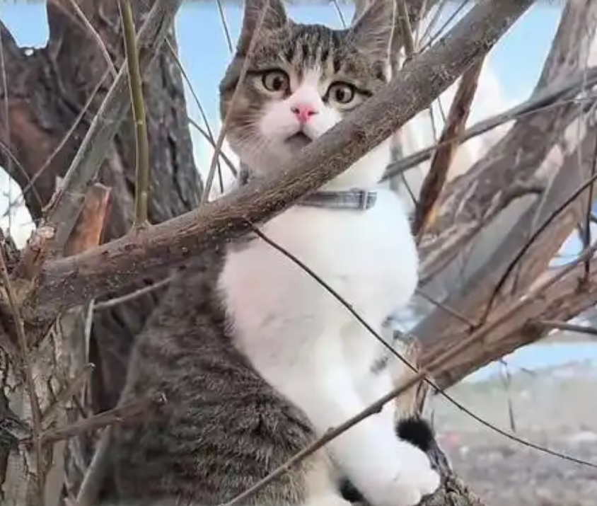 网红小猫悟空的离世，一段令人惋惜的告别