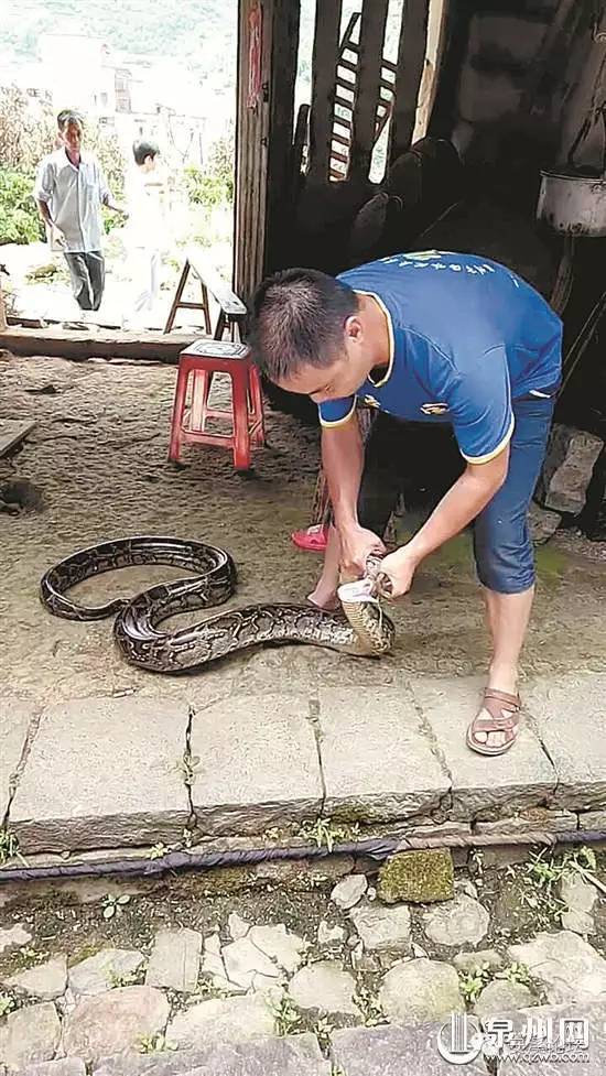 村民家中废弃猪场惊现六条蟒蛇，人与自然和谐共处再引深思