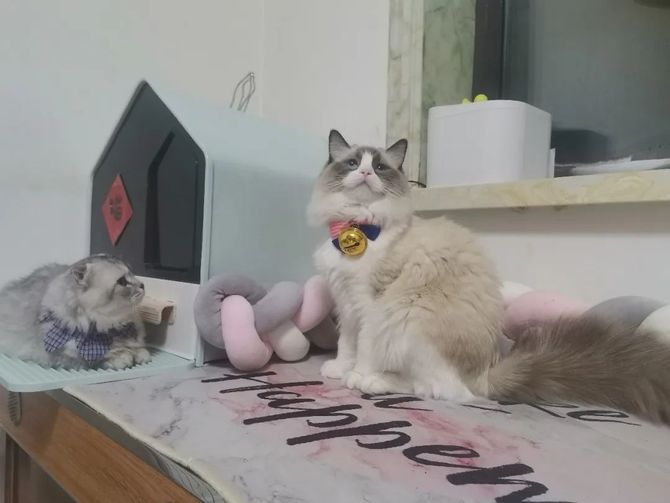网红小猫悟空的悲恸告别，车祸背后的深思
