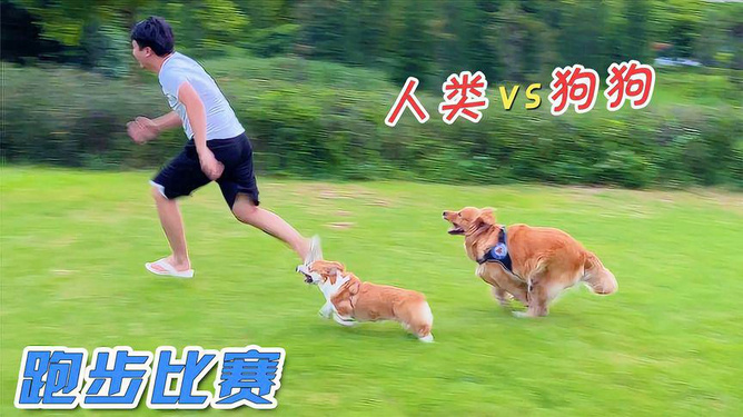 狗狗在草地上奔跑，这一幕的治愈力量