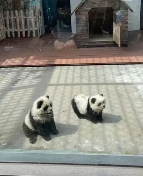 动物园染色狗扮熊猫事件，反思与探讨
