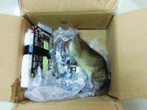 拆快递拆出活老鼠，惊魂一刻的背后真相