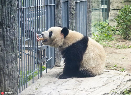 北京动物园之星，萌宝萌玉的魅力之旅