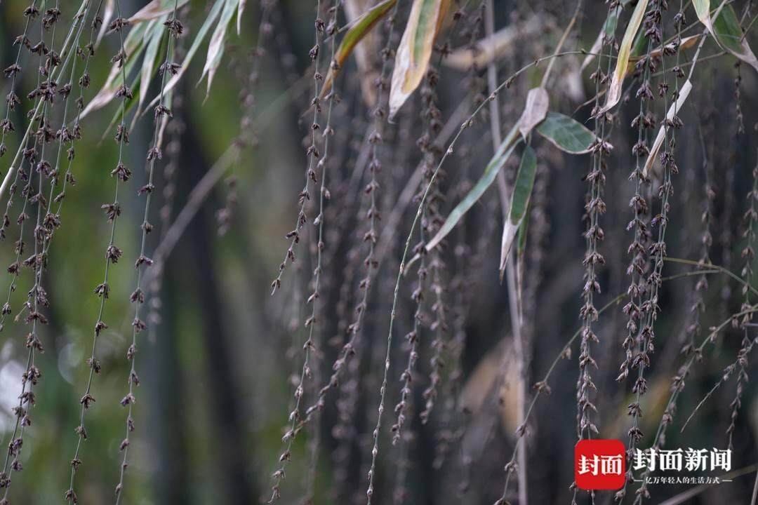 成都竹子开花，错过再等60年，探寻背后的神秘与传奇