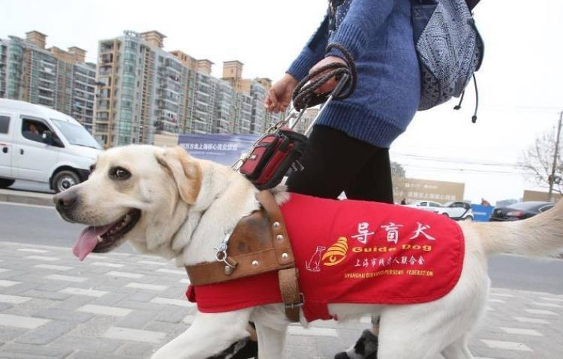 带导盲犬入住全季酒店被拒事件深度解析